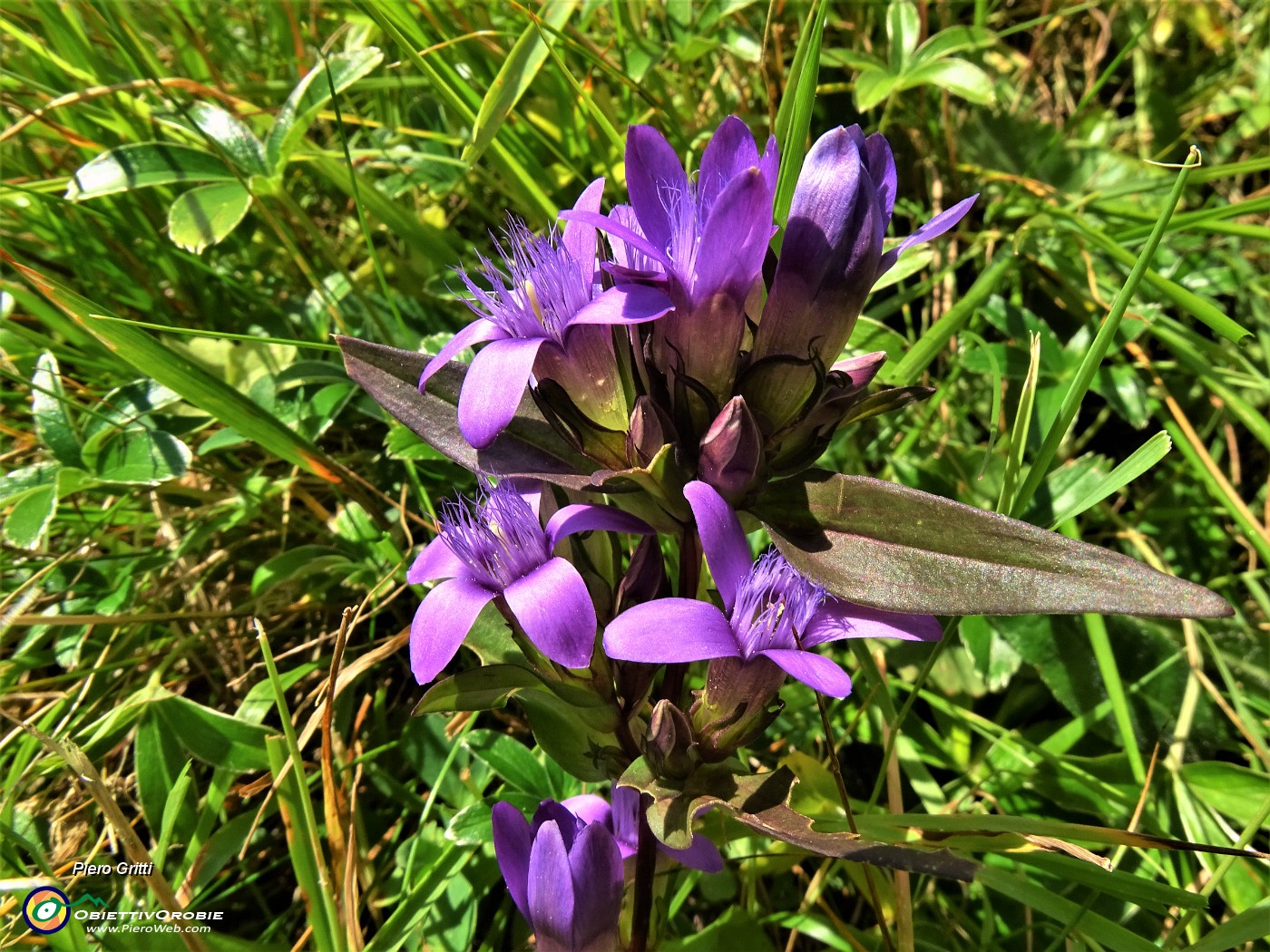 15 Gentianella rhaetica (Genzianella retica) in piena fioritura.JPG
